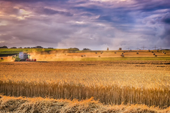 Das EU-Programm "farm to fork" ruiniert die europäische Landwirtschaft.