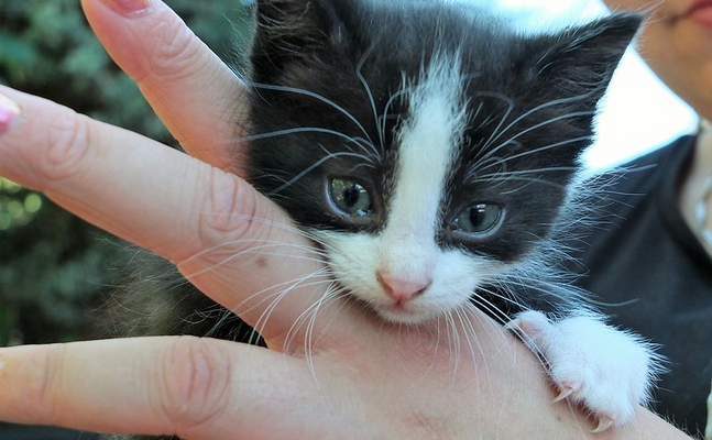 Wer gut mit Tieren umgeht, ist mit der neuen Tierschutznovelle nicht gut bedient.