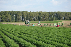 Die ständige Erhöhung der Saisonnier-Kontingente in Landwirtschaft und Tourismus lösen den krassen Fachkräftemangel in diesen Branchen nicht.