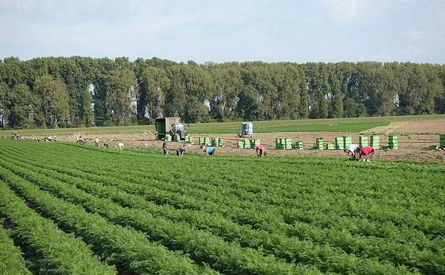 Die ständige Erhöhung der Saisonnier-Kontingente in Landwirtschaft und Tourismus lösen den krassen Fachkräftemangel in diesen Branchen nicht.