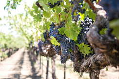 Das nationale Wein-Komitee plant umstrittene Änderungen bei der Weinabfüllung, was viele Produzenten in Schwierigkeiten bringen könnte.