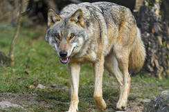 Die Wolfs-Population in Europa hat sich bereits dermaßen verstärkt, dass immer mehr Landwirte um ihre Existenz bangen.