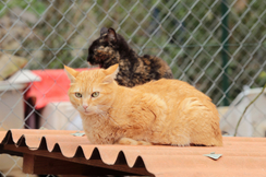 Mit dem neuen Tierschutzgesetzt kommen Verbote und bürokratische Hürden auf Tierhalter zu.