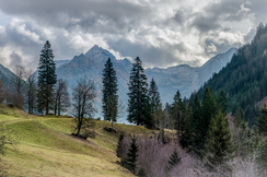 Österreichs Wald wächst um 2.300 Hektar pro Jahr - keine Spur also von "Entwaldung".