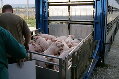 Tiertransporte sollen nur noch zwischen Bauernhöfen und dem nächstgelegenen Schlachthof stattfinden dürfen, fordert die FPÖ.