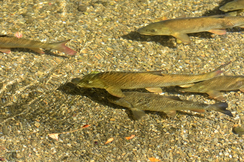 Die grüne Umweltministerin fühlt sich für den Fischbestand in Österreich nicht zuständig.