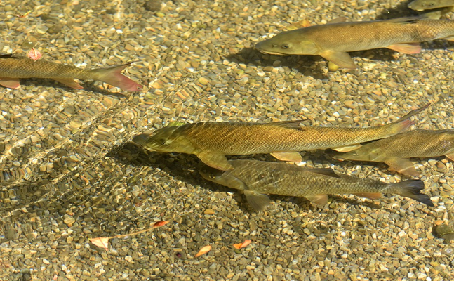 Die grüne Umweltministerin fühlt sich für den Fischbestand in Österreich nicht zuständig.