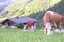 Paradox: Während unserer Landwirtschaft durch die "Entwaldungsverordnung" eingeshränkt wird, will man Produkte aus Südamerika importieren, wo tatsächlich eine Entwaldung stattfindet.