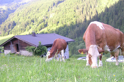 Die Landwirtschaft darf nicht durch übertriebene Artenschutzgesetze, etwa beim Wolf, gefährdet werden.