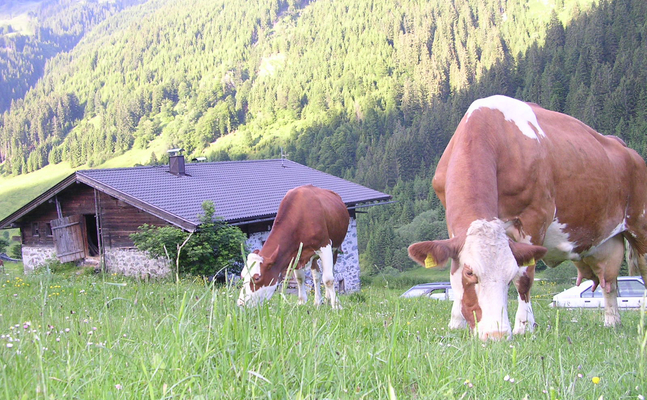 Paradox: Während unserer Landwirtschaft durch die "Entwaldungsverordnung" eingeshränkt wird, will man Produkte aus Südamerika importieren, wo tatsächlich eine Entwaldung stattfindet.
