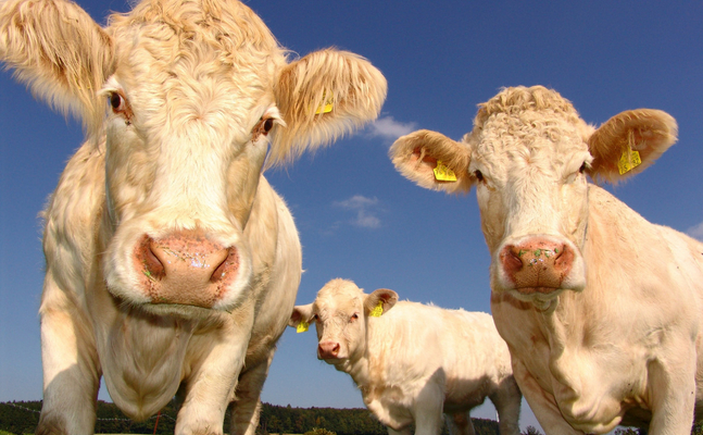 Die Veterinärrechtsnovelle 2024 ist Gefahr für lokale Produktion auf unseren Bauernhöfen!