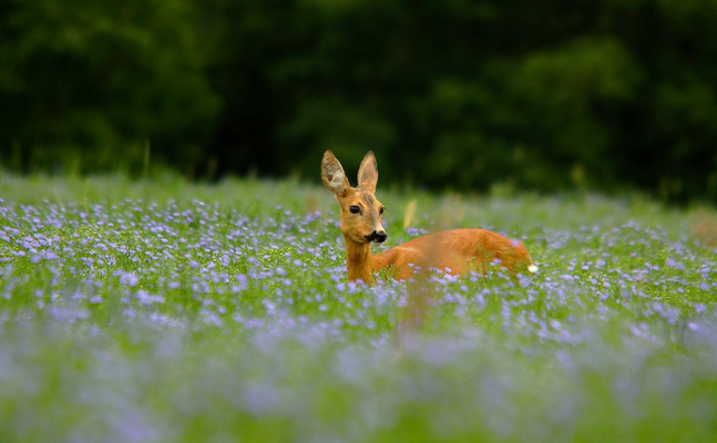 Die Jagd in Österreich ist ein wichtiger Beitrag zum Natur- und Artenschutz.