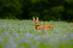 Die Jagd in Österreich ist ein wichtiger Beitrag zum Natur- und Artenschutz.