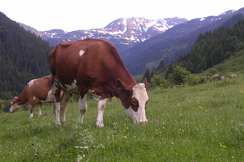 Das Mercosur-Freihandelsabkommen würde vor allem die Rinder-Landwirtschaft Österreichs ruinieren.