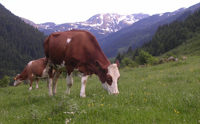 Das Mercosur-Freihandelsabkommen würde vor allem die Rinder-Landwirtschaft Österreichs ruinieren.