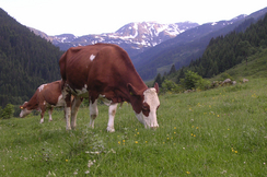 Nur die heimische Landwirtschaft garantiert höchste Qialität und maximalen Tierschutz.