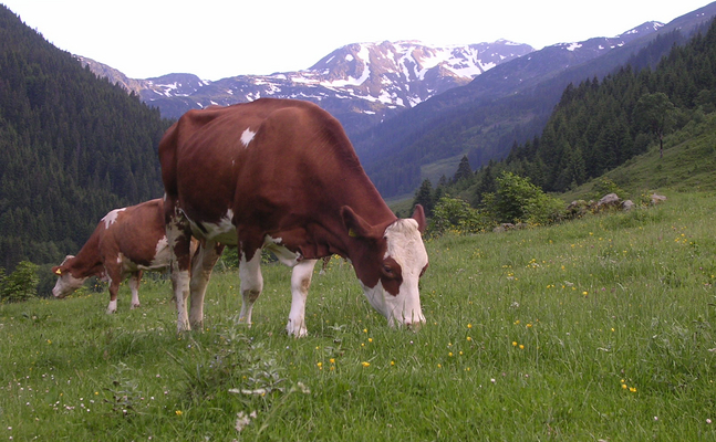 Nur die heimische Landwirtschaft garantiert höchste Qialität und maximalen Tierschutz.